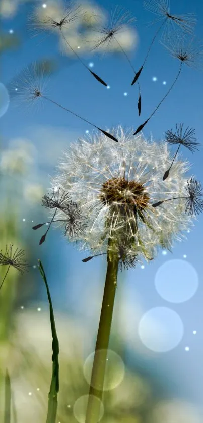 Dandelion seeds in a blue sky wallpaper featuring nature's serenity.