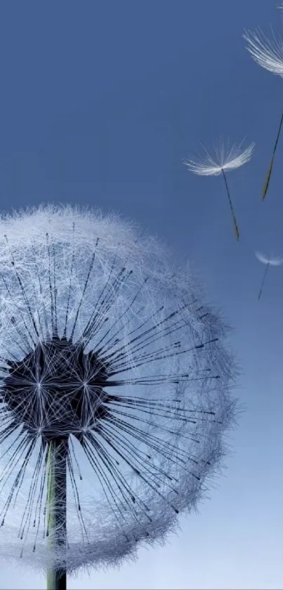 Dandelion seeds floating in a blue sky wallpaper