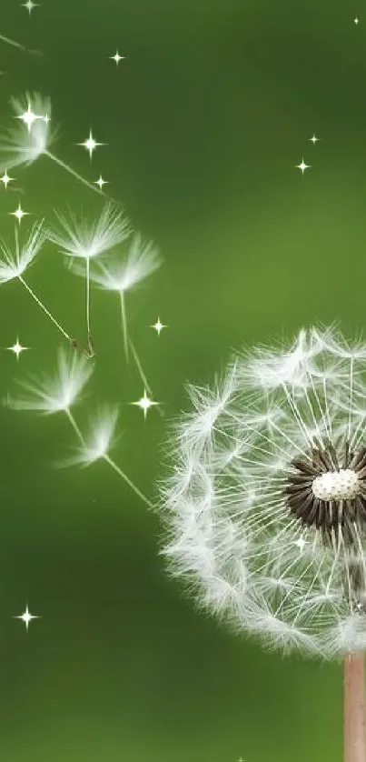 Dandelion seeds floating on green background wallpaper.