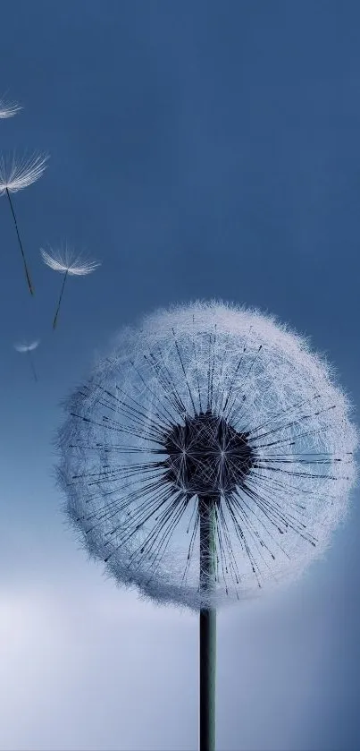 Serene dandelion seedhead with blue sky backdrop.