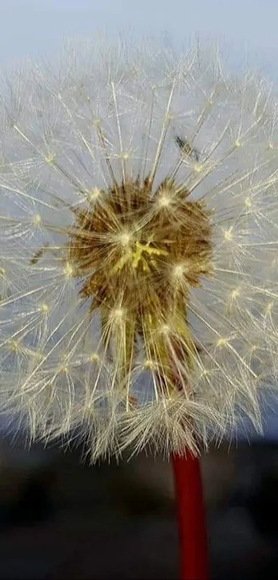 Close-up of a dandelion with blurred natural background in a mobile wallpaper.