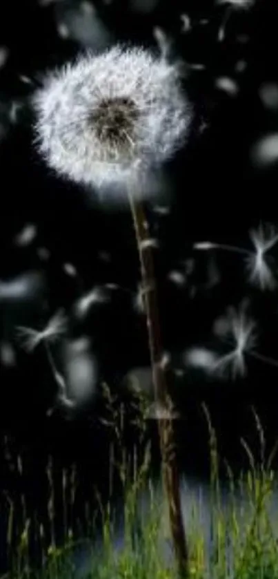 Dandelion dispersing seeds at night with a dark background and green grass.