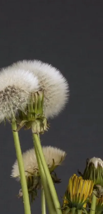 Close-up of dandelion seeds on a dark gray background.