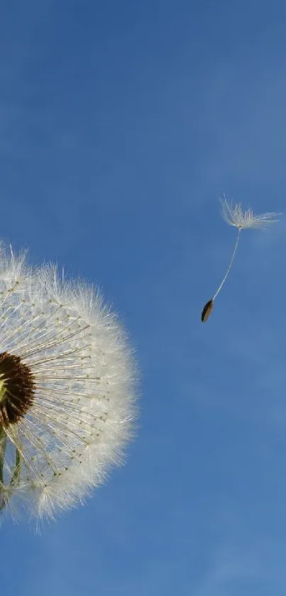 Dandelion seeds blowing in a blue sky.