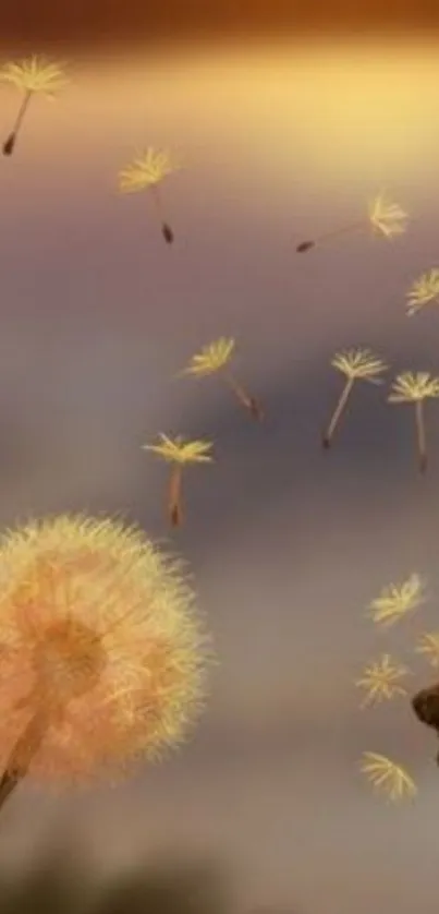 Floating dandelion seeds against a warm orange sunset.