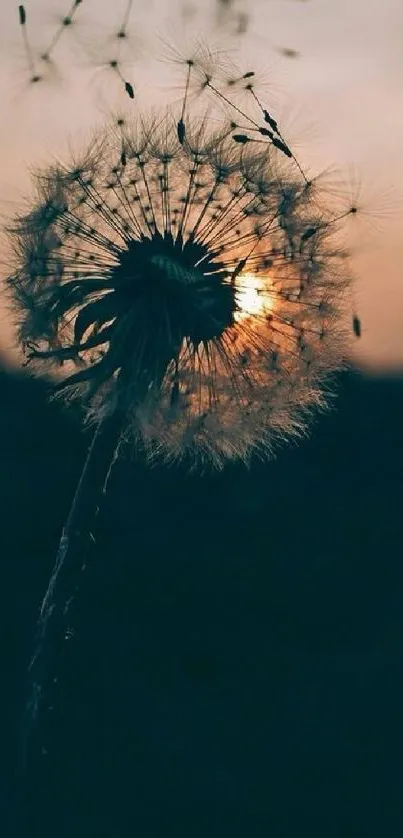 Dandelion silhouette at sunset with warm hues