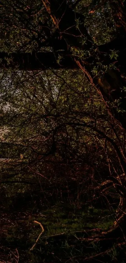 Moody dark forest wallpaper with lush greenery and serene ambiance.