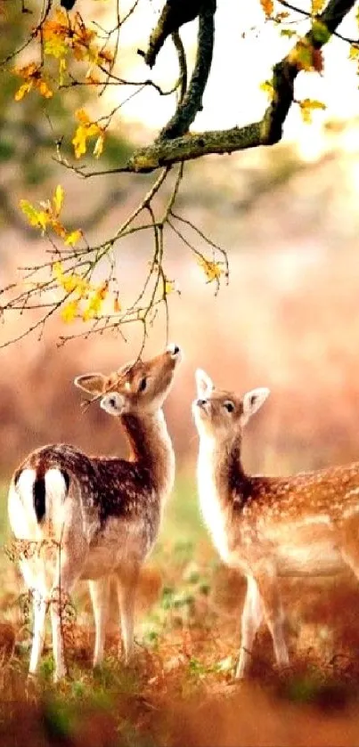 Two deer in a serene autumn forest with vivid leaves.