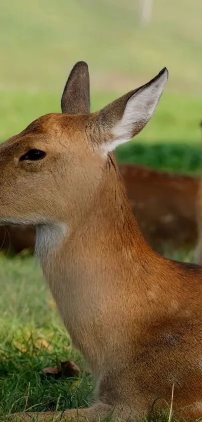 A serene deer resting in a lush green field.