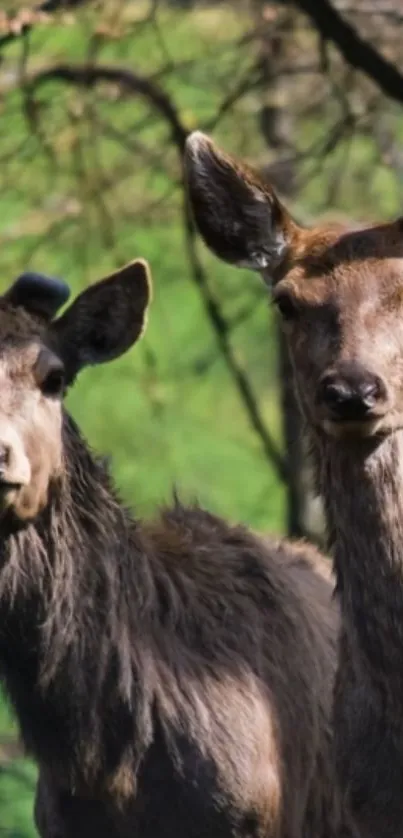 Two deer stand calmly in a lush green forest setting.