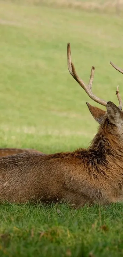 Serene deer resting in a green meadow, perfect for nature-themed wallpaper.