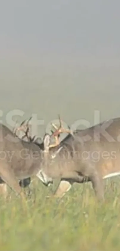 Two deer standing in a misty, green field.