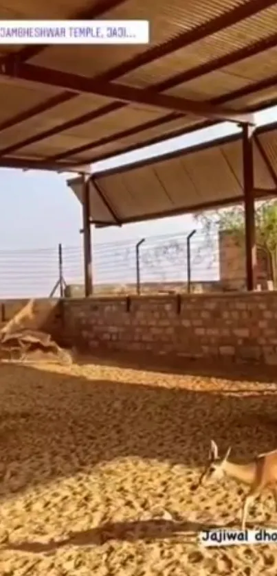 Serene view of deer sanctuary with sunlit sandy area and rustic shelter.