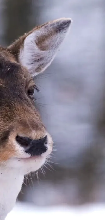 Close-up of a deer in a snowy winter forest.