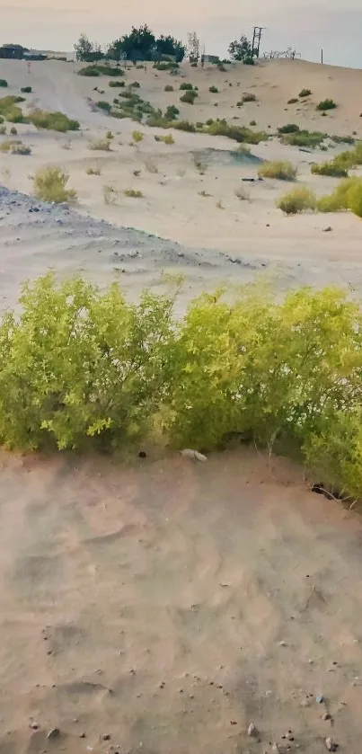 Serene desert landscape with green bushes and sandy dunes at sunset.