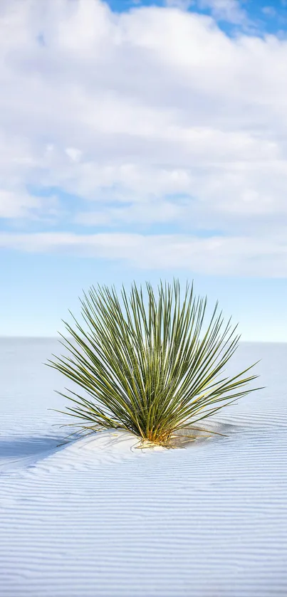 Desert plant against blue sky and white sand in mobile wallpaper.