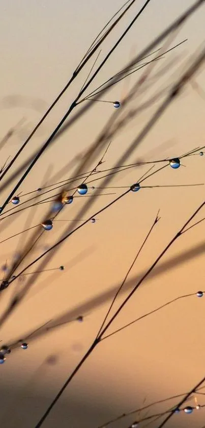 Dew-dropped grass against a golden sky.