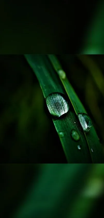 Close-up of green leaf with dew drops, perfect for a calming phone background.