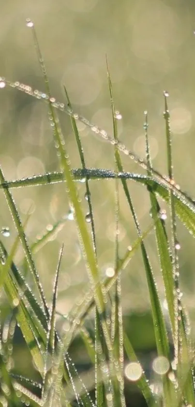 Close-up of dewy green grass blades with shimmering droplets.