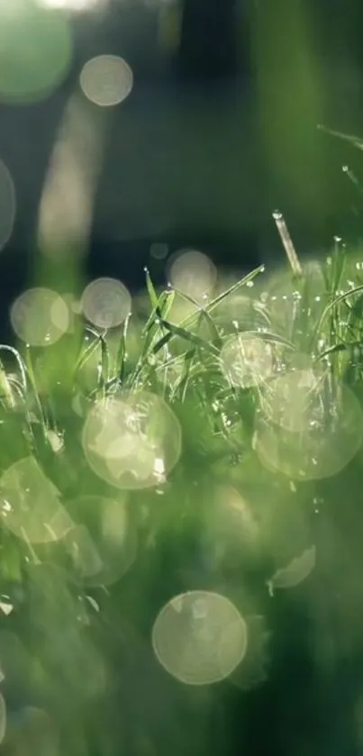 Close-up of dewy grass with sunlight creating a serene and calming effect.