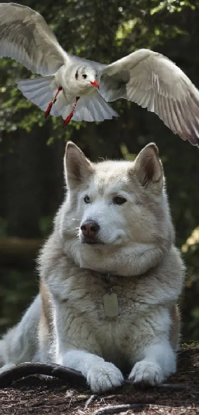 Dog resting in a forest with bird hovering above.