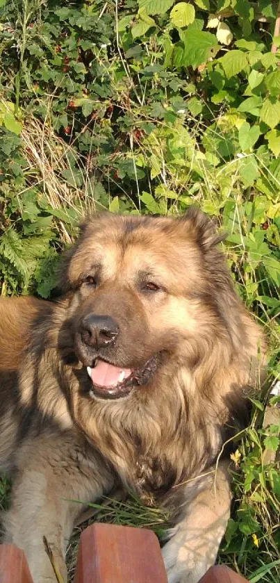 Fluffy dog relaxing in green forest setting.