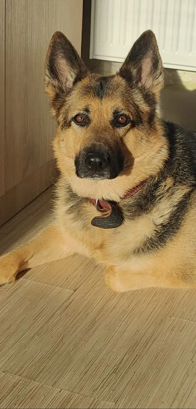 German Shepherd basking in sunlight indoors on a wooden floor.