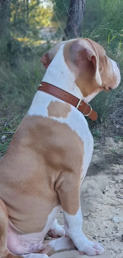 Calm dog sitting in a serene forest landscape.