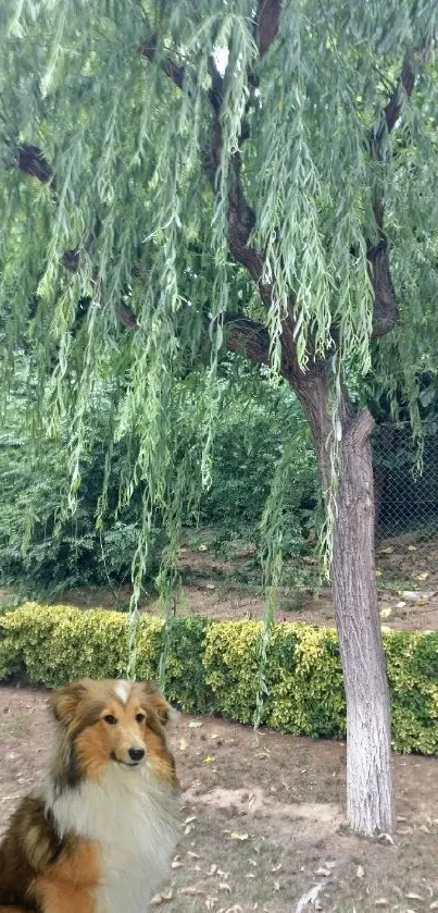 A fluffy dog sits peacefully under a verdant willow tree in the garden.