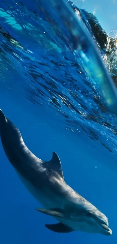 Dolphin swimming under clear blue ocean waves.