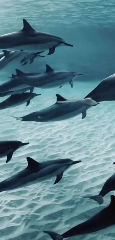 Dolphins swimming gracefully underwater in a serene ocean scene.