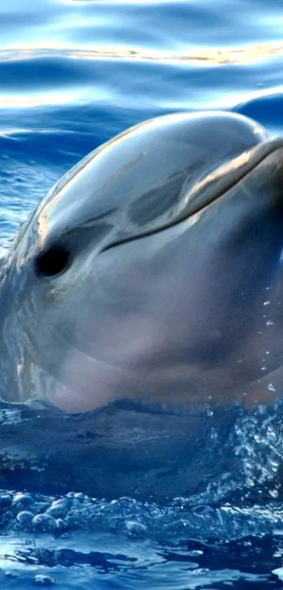 Dolphin emerging from the ocean, surrounded by gentle blue waves.