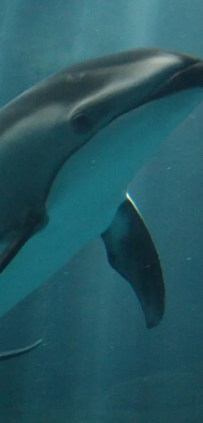 Underwater view of a dolphin swimming gracefully in a serene ocean landscape.