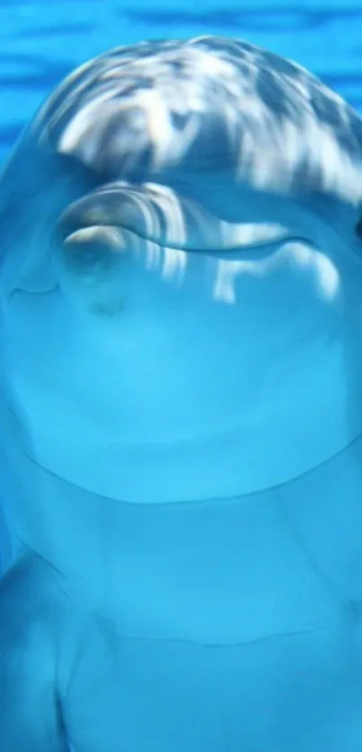 Serene dolphin swimming in blue waters.