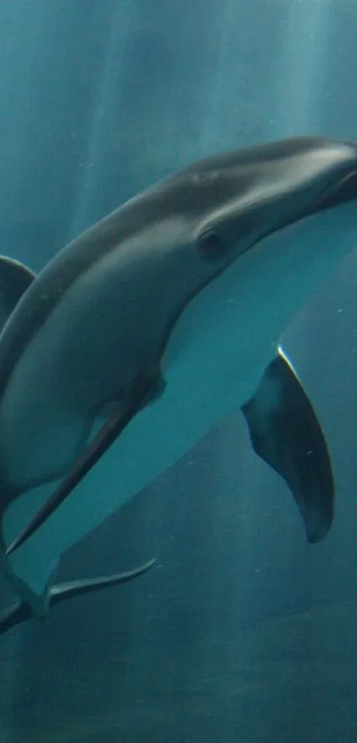 Serene dolphin swimming underwater in deep blue ocean.