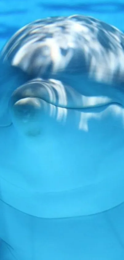 Close-up of a serene dolphin swimming underwater against a vibrant blue backdrop.