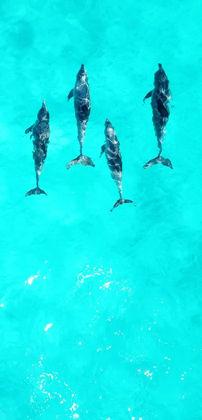 Pod of dolphins swimming in clear aqua blue water.