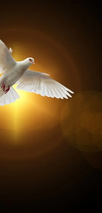 White dove illuminated by glowing golden light against a dark background.