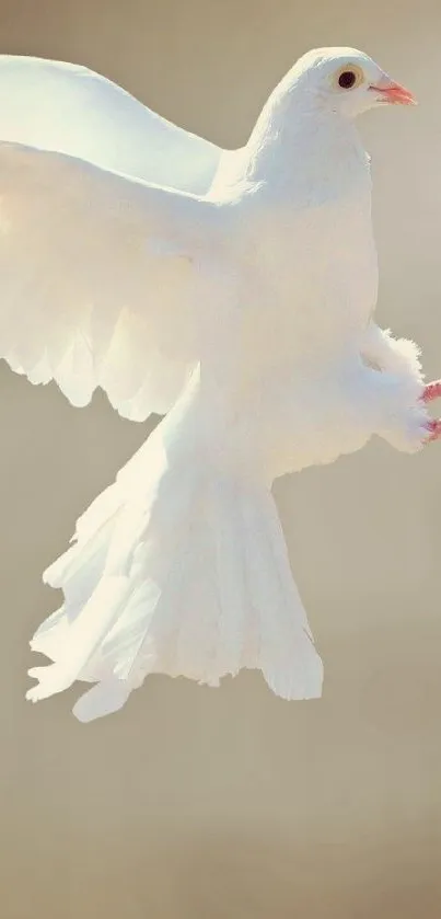 White dove flying past autumn leaves in serene wallpaper.