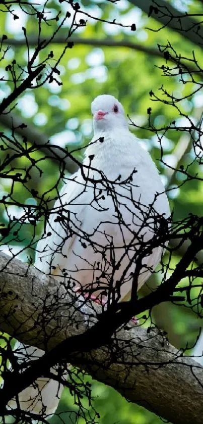 White dove perched among dark branches with green background.