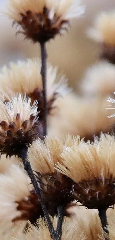 A serene mobile wallpaper featuring dried beige flowers with soft textures.