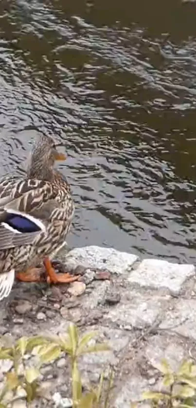 A duck standing by a rippling water's edge.