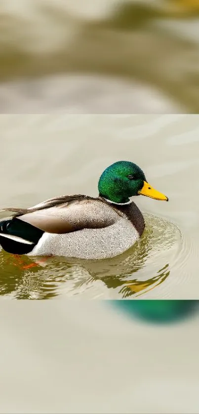 Mallard duck gliding on serene waters, nature wallpaper.