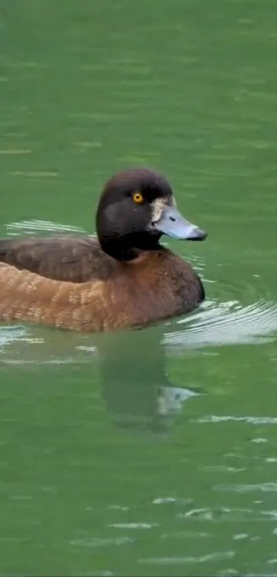 A serene duck swimming in calm green waters.