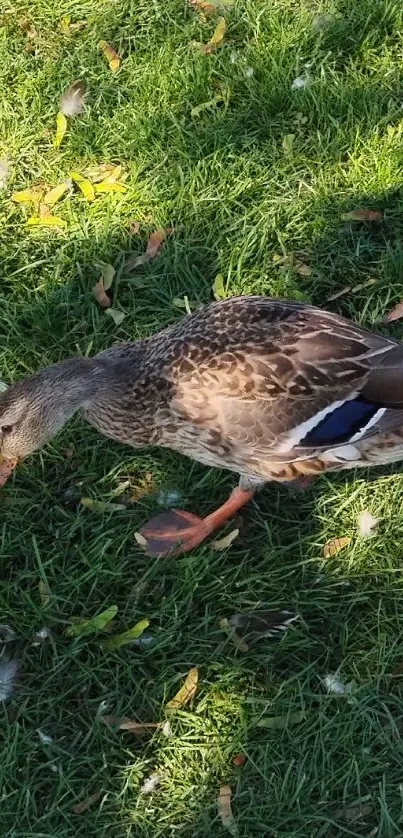 Serene duck walking on grassy field.