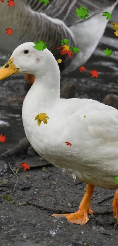 White duck with orange feet in a natural setting.