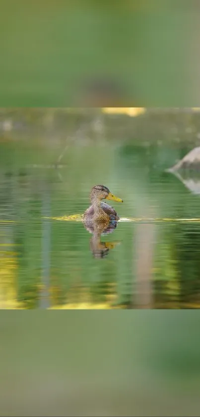 Duck glides peacefully on a pond.