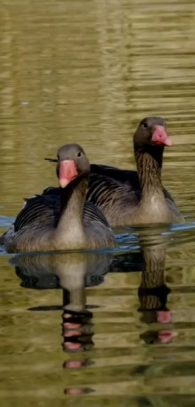 Two ducks on water with tranquil reflections.