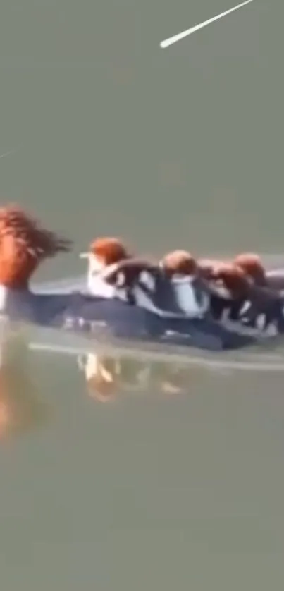 Mother duck with ducklings swimming on calm waters.