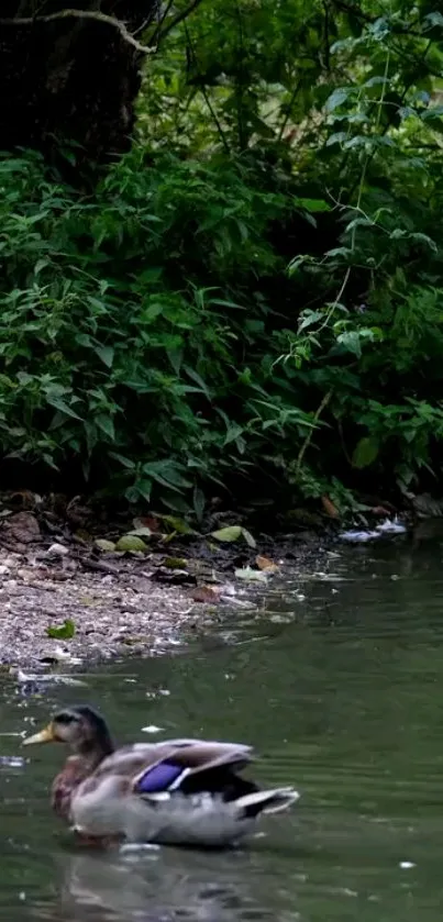 Two ducks swim by a lush green riverside, creating a serene nature scene.